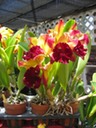 Hawaii orchids 10
