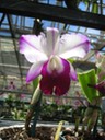 Hawaii orchids 9
