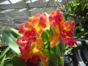 Hawaii orchids 4