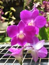 Hawaii orchids 6