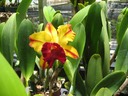Hawaii orchids 7