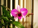 My Orchid 5