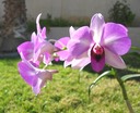 My Orchid 4