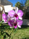 My Orchid 3