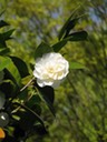 White flower 1