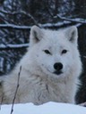 Wolf in Ottawa