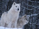 Snow wolves in Ottawa